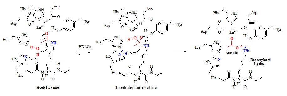 Proposed chemical mechanism of class I/II/IV histone deacetylases (HDACs)